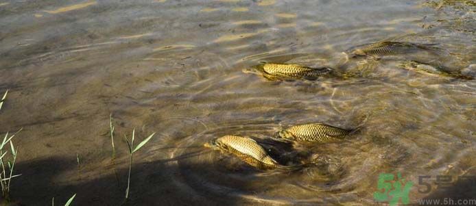月牙泉再現(xiàn)鐵背魚 什么是鐵背魚？