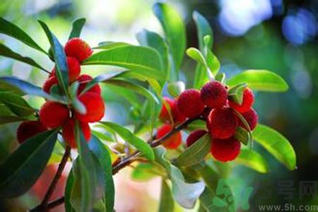 楊梅是不是發(fā)物？楊梅是發(fā)物嗎？