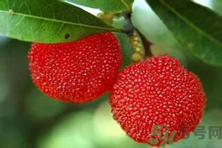 楊梅是不是發(fā)物？楊梅是發(fā)物嗎？