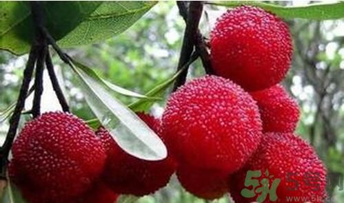 寶寶可以吃楊梅嗎？寶寶多大可以吃楊梅？