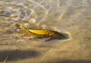 月牙泉再現(xiàn)鐵背魚(yú) 什么是鐵背魚(yú)？