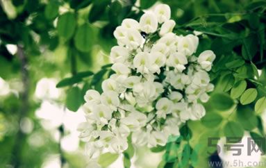 槐花怎么做好吃？槐花的做法有哪些？
