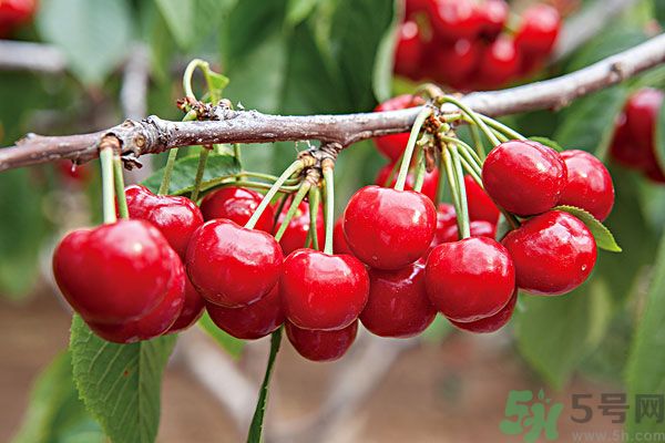 痛風(fēng)能吃櫻桃嗎？痛風(fēng)吃櫻桃可不可以？