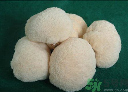 吃猴頭菇有什么好處？猴頭菇有什么營養(yǎng)價(jià)值？