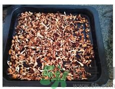 猴頭菇粉怎么做？猴頭菇餅干怎么做？
