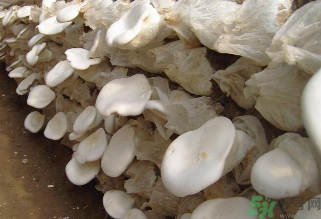 白靈菇和杏鮑菇有什么區(qū)別？白靈菇有什么營養(yǎng)價值？