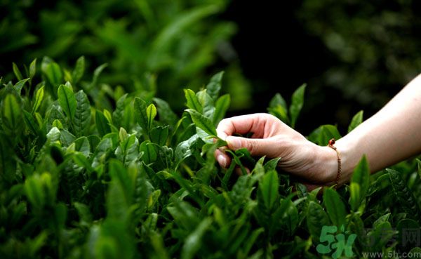 立夏喝什么茶好？立夏不能喝什么茶？