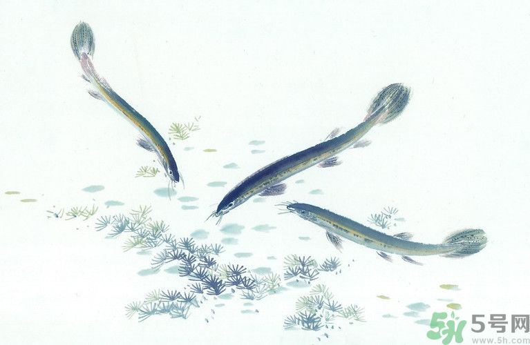 石斛和泥鰍能同吃嗎？石斛和泥鰍能一起吃嗎？