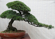 五針?biāo)伤汕蚰芘菥茊?？五針?biāo)伤汕蚺菥朴惺裁垂πВ?></a>
<p class=