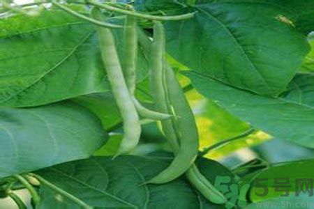 四季豆沒熟吃了會中毒嗎？吃四季豆中毒了怎么辦？
