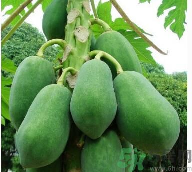 吃青木瓜可以減肥嗎？吃青木瓜有什么好處？