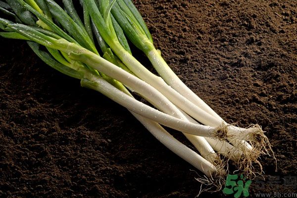 夏天上火能吃蔥嗎？夏天吃蔥會(huì)不會(huì)上火？