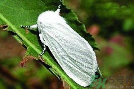 為什么15-25號(hào)不要曬被子？什么是美國(guó)白蛾？