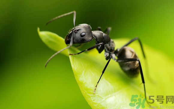 家里有螞蟻怎么辦？驅(qū)除螞蟻的方法是什么？