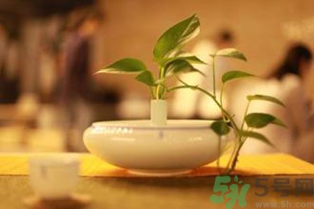 孕婦可以喝米茶嗎？懷孕可以喝米茶嗎？