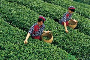 女生夏天喝什么茶最好？女生夏天適合喝什么茶？