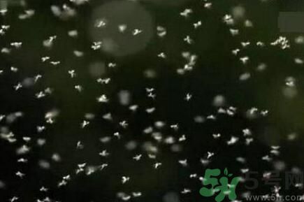 蚊子可以吃嗎？吃蚊子會(huì)怎么樣？