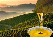 茶籽油可以天天吃嗎？可以每天用茶籽油炒菜嗎？