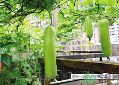 女子打造城市菜園 陽臺可以種什么蔬菜？