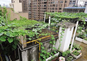 女子打造城市菜園 陽(yáng)臺(tái)可以種什么蔬菜？