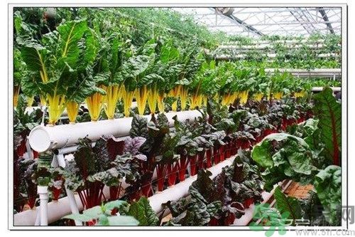 陽(yáng)臺(tái)怎么種蔬菜？陽(yáng)臺(tái)適合種什么蔬菜？