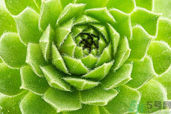 多肉植物需要澆水嗎？多肉植物澆水可以澆到葉子上嗎？