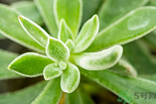 多肉植物需要澆水嗎？多肉植物澆水可以澆到葉子上嗎？