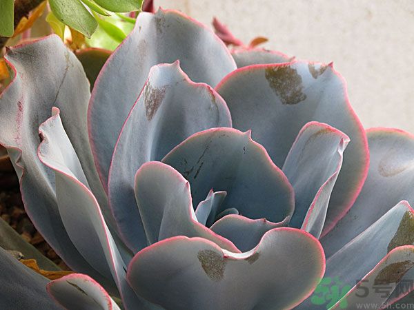多肉植物需要澆水嗎？多肉植物澆水可以澆到葉子上嗎？