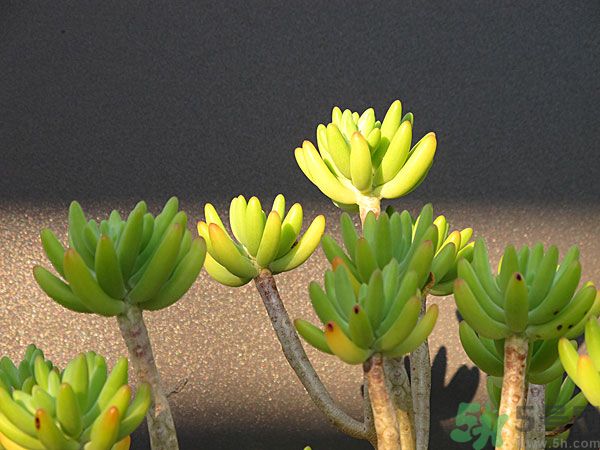多肉植物需要澆水嗎？多肉植物澆水可以澆到葉子上嗎？