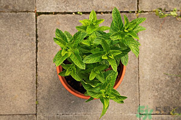 天竺葵有驅(qū)蚊作用嗎？什么植物能驅(qū)蚊子？