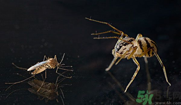 紗窗網(wǎng)密度蚊子能進(jìn)去嗎？紗窗能擋住蚊子嗎？