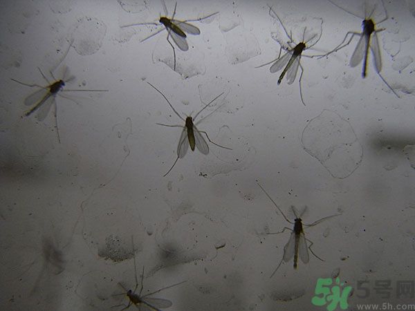 紗窗網(wǎng)密度蚊子能進(jìn)去嗎？紗窗能擋住蚊子嗎？