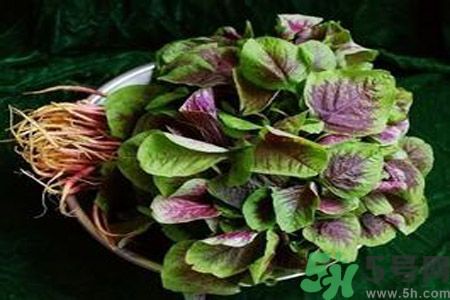 糖尿病可以吃莧菜嗎？糖尿病吃莧菜好嗎？