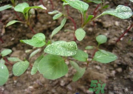 莧菜葉子上有白點(diǎn)是怎么回事？莧菜葉子上有白點(diǎn)可以吃嗎？
