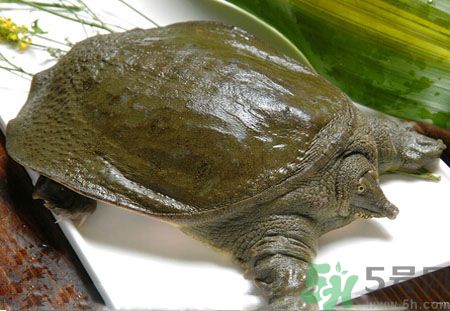 莧菜和甲魚一起吃會中毒嗎？吃了莧菜了甲魚怎么辦？