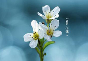 小滿喝什么茶？小滿喝什么茶好？