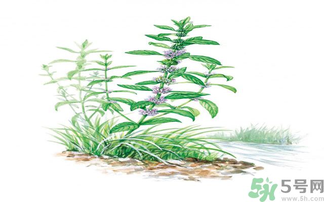 夏天吃薄荷可以解暑嗎？夏天怎么吃薄荷可以解暑？