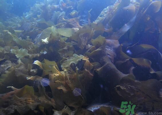 海帶綠色的好還是黃色的好？海帶綠色的比較好嗎？