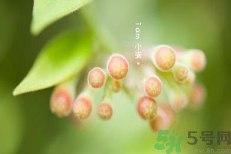 小滿名字的由來(lái)？小滿是什么意思？