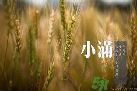 小滿喝什么茶？小滿喝什么茶好？