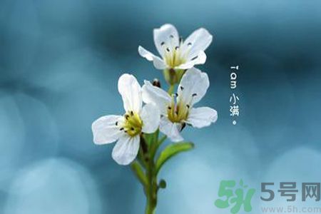小滿喝什么茶？小滿喝什么茶好？