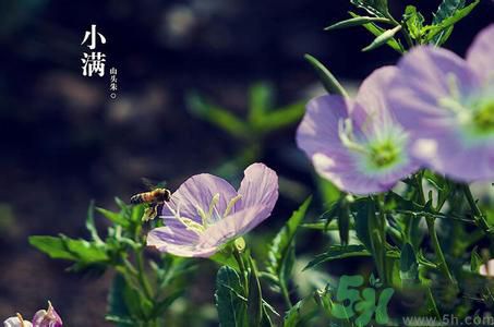 小滿養(yǎng)生要注意什么？小滿養(yǎng)生注意事項(xiàng)