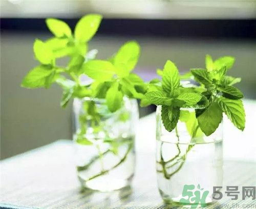 薄荷是涼性的嗎？薄荷是涼性還是熱性？