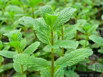 薄荷有什么功效？薄荷的攻效是什么？
