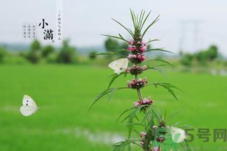 為什么小滿濕氣重？小滿怎么除濕氣？