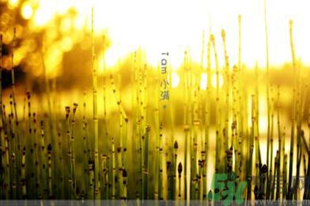 為什么小滿濕氣重？小滿怎么除濕氣？