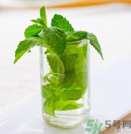  孕婦可以喝薄荷茶嗎？孕婦能喝薄荷泡的茶嗎？