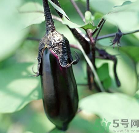 吃茄子會長胖嗎？茄子卡路里高嗎？