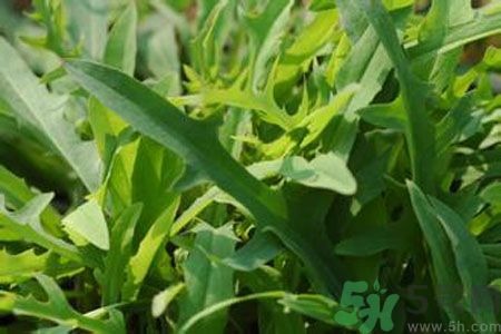 寶寶吃苦菜會拉肚子嗎？寶寶吃苦菜拉肚子了怎么辦？
