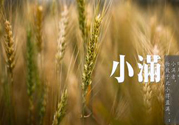 小滿為什么要吃苦？適合小滿吃的苦菜